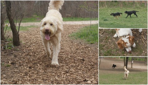 The vast seven acres of MuttLand Meadows provides constant stimulation for every Dog.