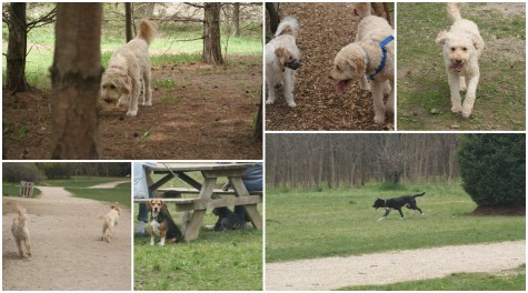 Dogs of all shapes and sizes can be found at Muttland Meadows. 