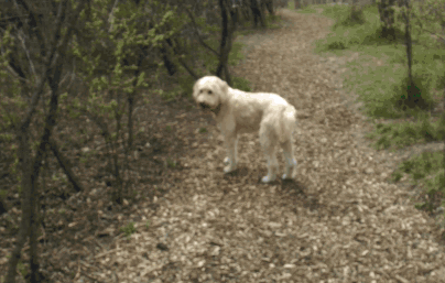 Sometimes there are too many options, and dogs at Muttland Meadows can't decide who to play with or what to sniff.