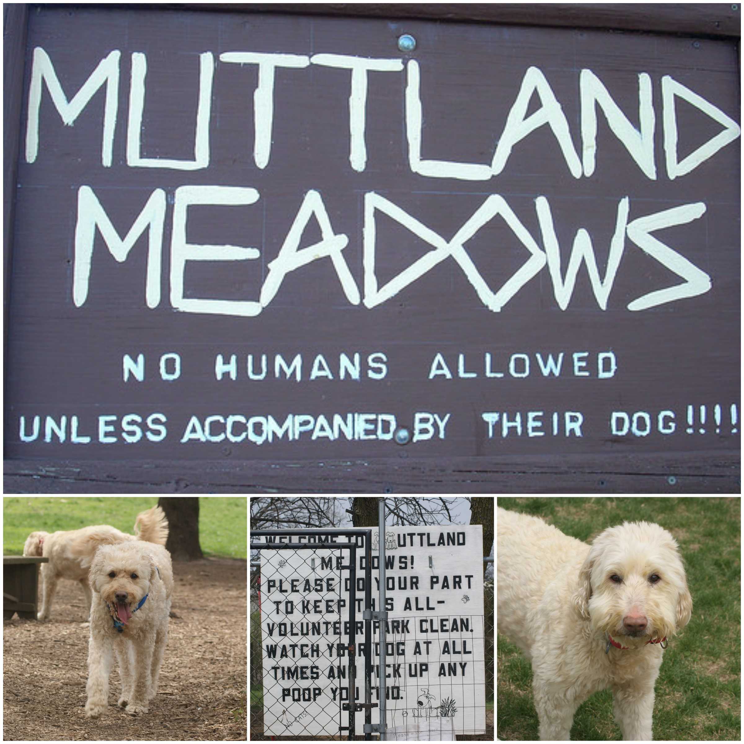 Dogs across southeastern Wisconsin are barking for joy now that spring has arrived and can't wait for trips to the dog park.