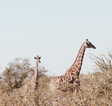 Photo submitted by Zanelle Willemse when she went on her family trip to South Africa in July of 2015.