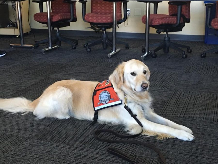 Zoey offers her services as a comfort dog at Concordia University and Columbia Saint Marys Ozaukee. 