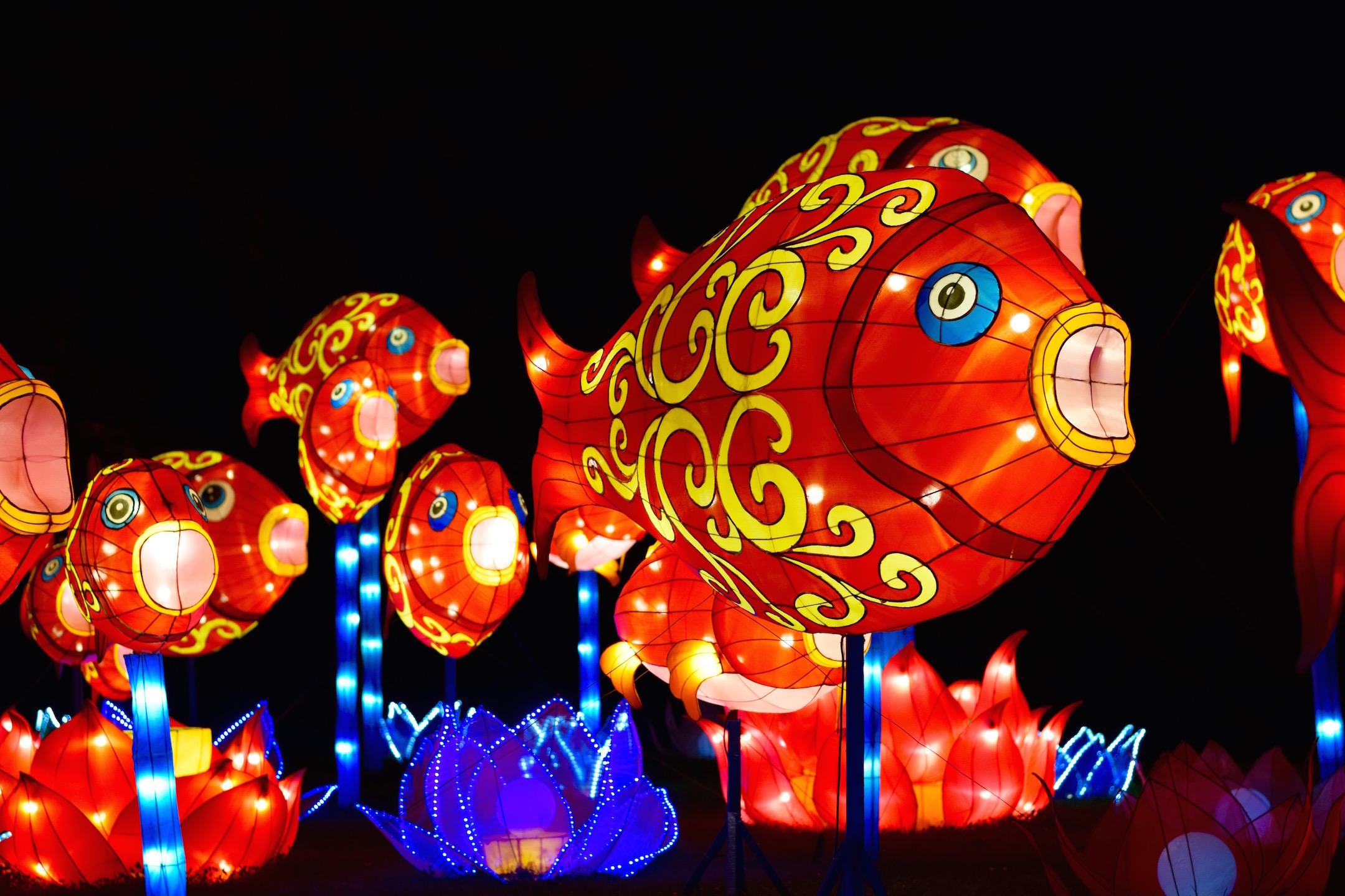 Shedding some light on the China Lights festival The Highlander Online