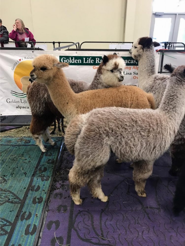 This ain’t your mama’s llama Wisconsin Alpaca & Fiber Fest The