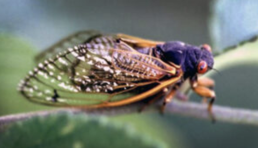 A periodical cicada sits on a branch after hatching.